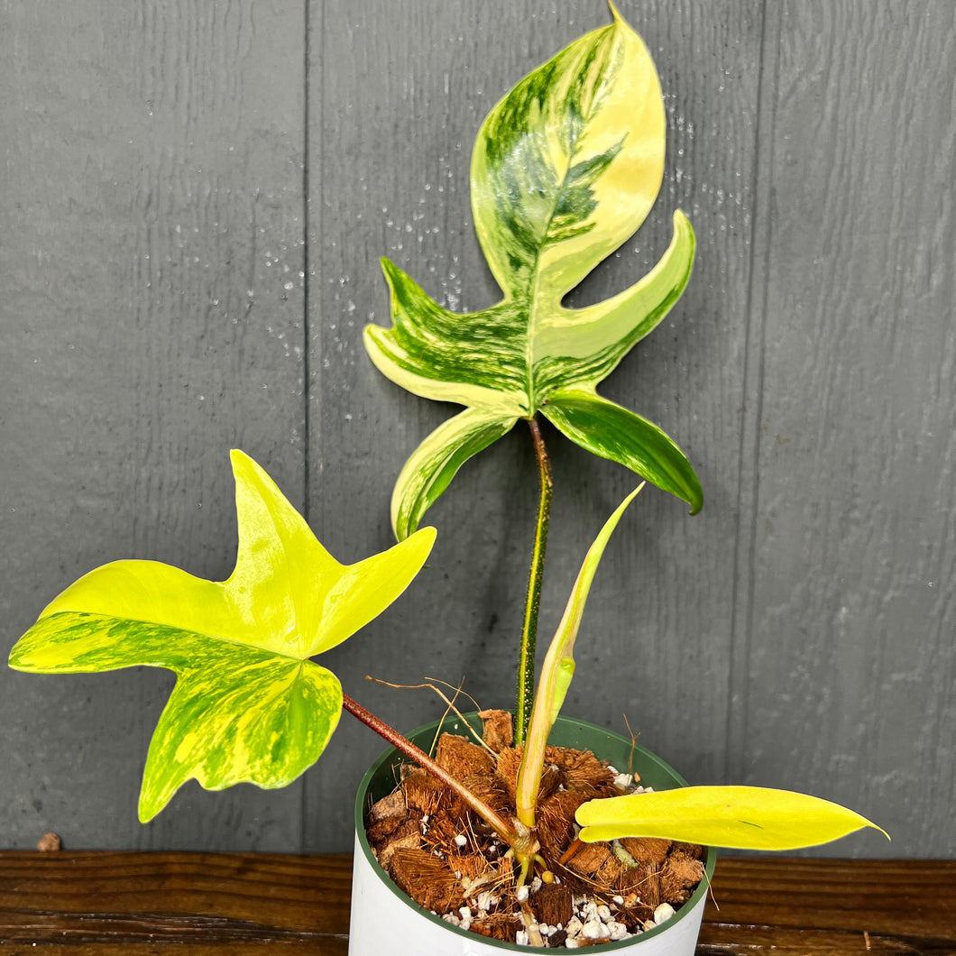 Philodendron Florida Beauty - Rare Variegated Aroid