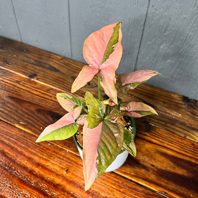 Syngonium Pink Splash Variegated - RARE AROID