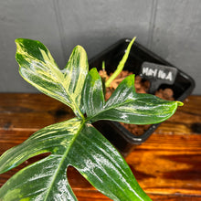 Philodendron Florida Beauty // pendatum - Rare Variegated Aroid