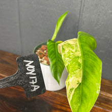 Philodendron Domesticum Variegata - SHIPS FREE - RARE Aroid