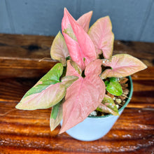 Syngonium Pink Splash Variegated - RARE AROID