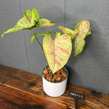 Syngonium Confetti Variegated - Rare Aroid Collection