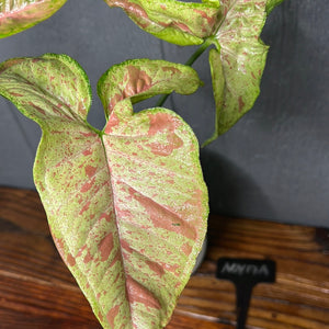 Syngonium Confetti Variegated - Rare Aroid Collection