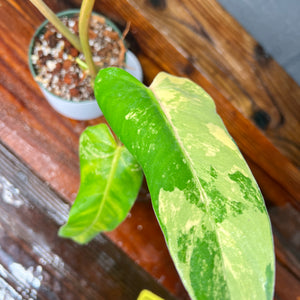 Philodendron Domesticum Variegata - SHIPS FREE - RARE Aroid