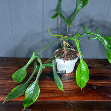 MASSIVE Philodendron Joepii  --  Rare Aroid Collection