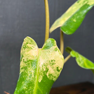 Philodendron Domesticum Variegata - SHIPS FREE - RARE Aroid