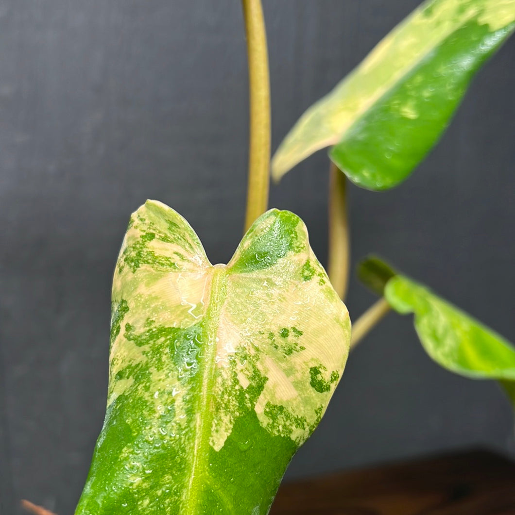 Philodendron Domesticum Variegata - SHIPS FREE - RARE Aroid
