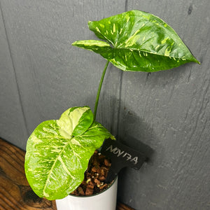 Syngonium Panda Galaxy