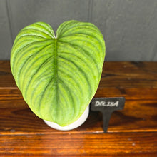 Philodendron McDowell - RARE AROID
