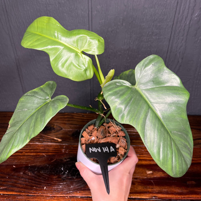 Philodendron bipennifolium - Horse Head -  Rare Aroid Collection