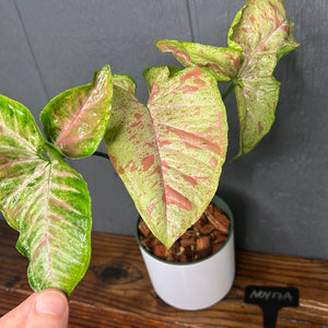 Syngonium Confetti Variegated - Rare Aroid Collection