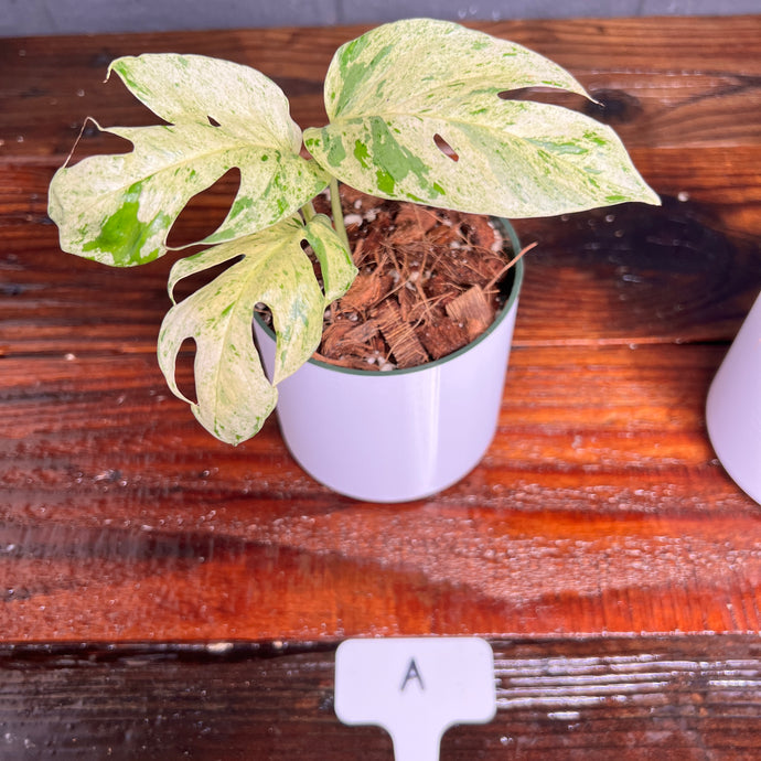 Epipremnum Marble Variegata