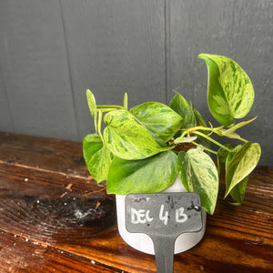 Philodendron Heartleaf Variegata Opal - Variegated RARE AROID - heart leaf