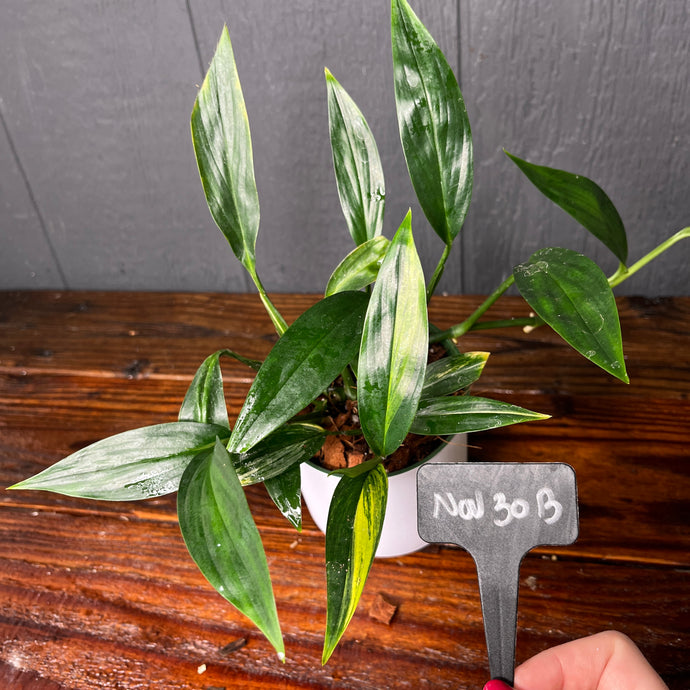 Epipremnum Amplissimum Aurea