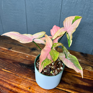 Syngonium Pink Splash Variegated - RARE AROID