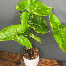Syngonium Panda Galaxy
