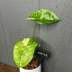 Syngonium Panda Galaxy