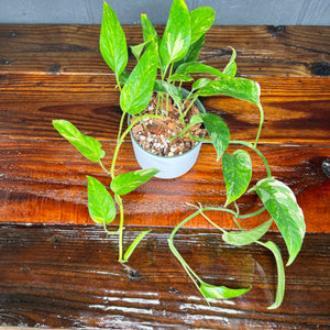 Epipremnum Albo Variegata