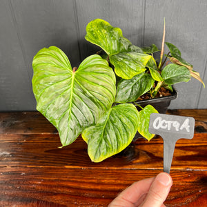 Philodendron Majestic (Sodiroi X Verrucosum) - Rare Aroid