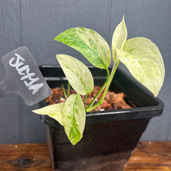 Monstera lechleriana MINT Variegata - Rare Aroid Collection