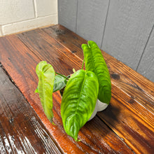 Philodendron Esmeraldense -- Rare Aroid Collection