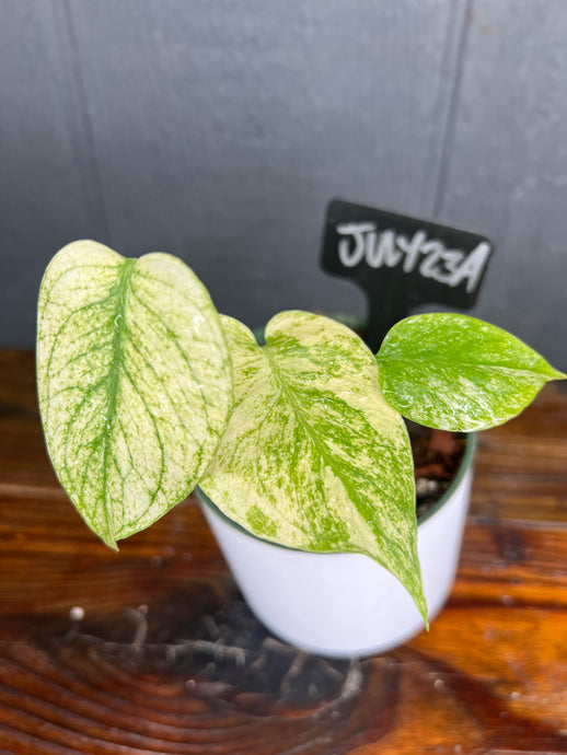 Monstera deliciosa MINT Variegata - SHIPS FREE