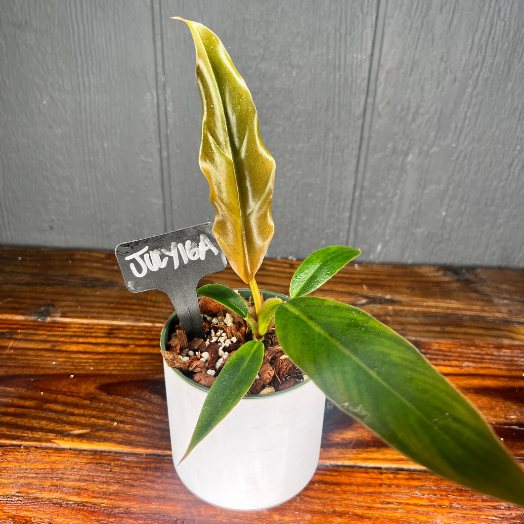 Philodendron Caramel Marble 4