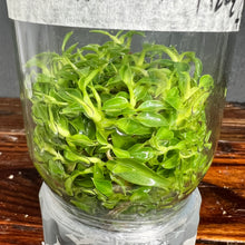 Philodendron Spiritus Sancti - TISSUE CULTURE - SHIPS FREE