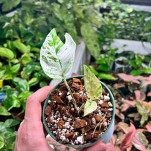 Epipremnum Marble Variegata