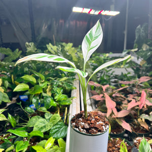 Large Musa AE Variegata 1ft tall- Variegated Banana Leaf Plant