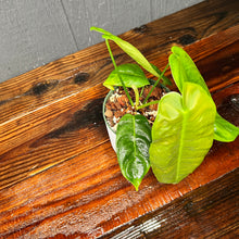 Philodendron Esmeraldense -- Rare Aroid Collection