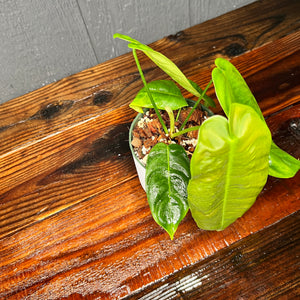 Philodendron Esmeraldense -- Rare Aroid Collection