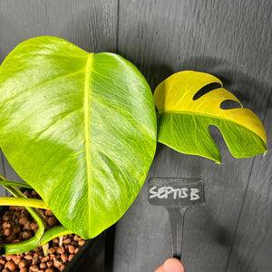 Monstera Variegated Aurea Marmorata - SHIPS FREE