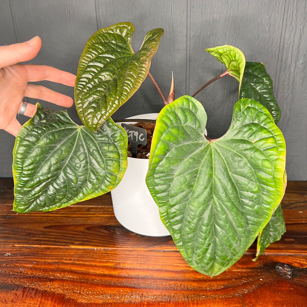 Ultra Rare Anthurium Luxurians X Radicans - Rare Aroid Collection - SHIPS FREE!