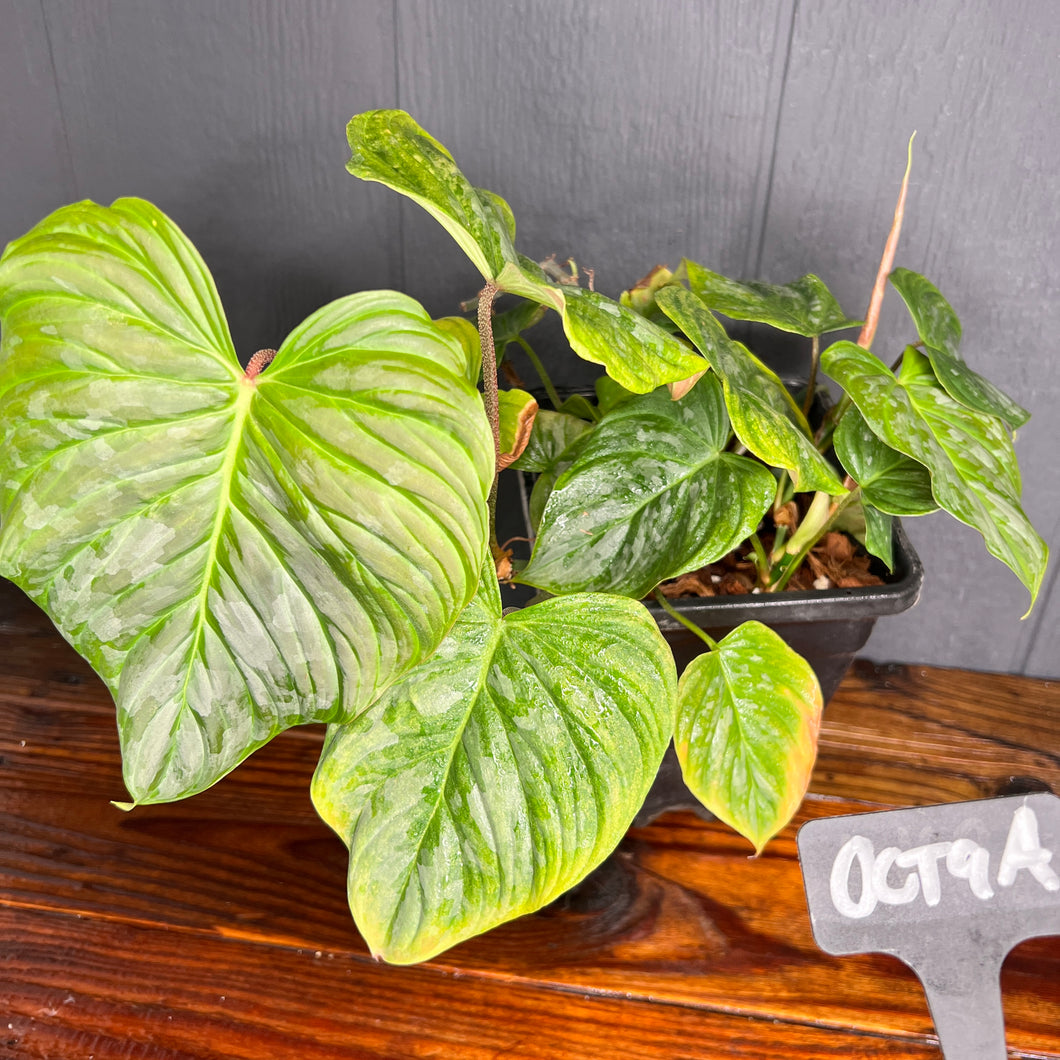 Philodendron Majestic (Sodiroi X Verrucosum) - Rare Aroid