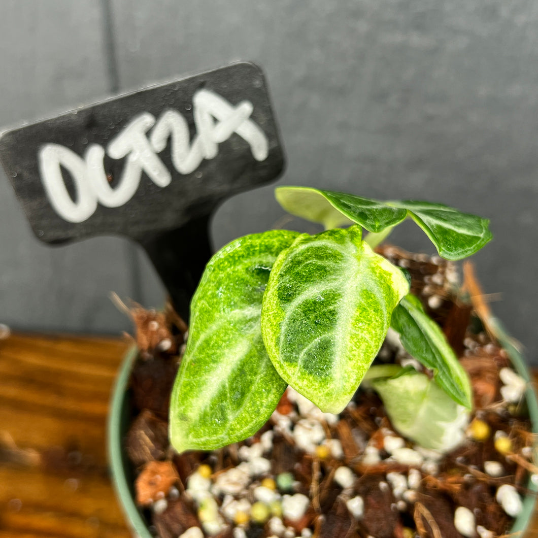 Alocasia Black Velvet Ninja Variegata - SHIPS FREE - variegated Alocasia