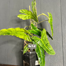 Large Philodendron Paraiso Verde - RARE AROID