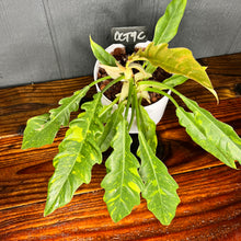 Philodendron Ring of Fire - Rare Variegated Aroid