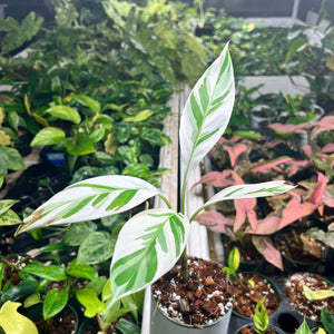 Large Musa AE Variegata 1ft tall- Variegated Banana Leaf Plant