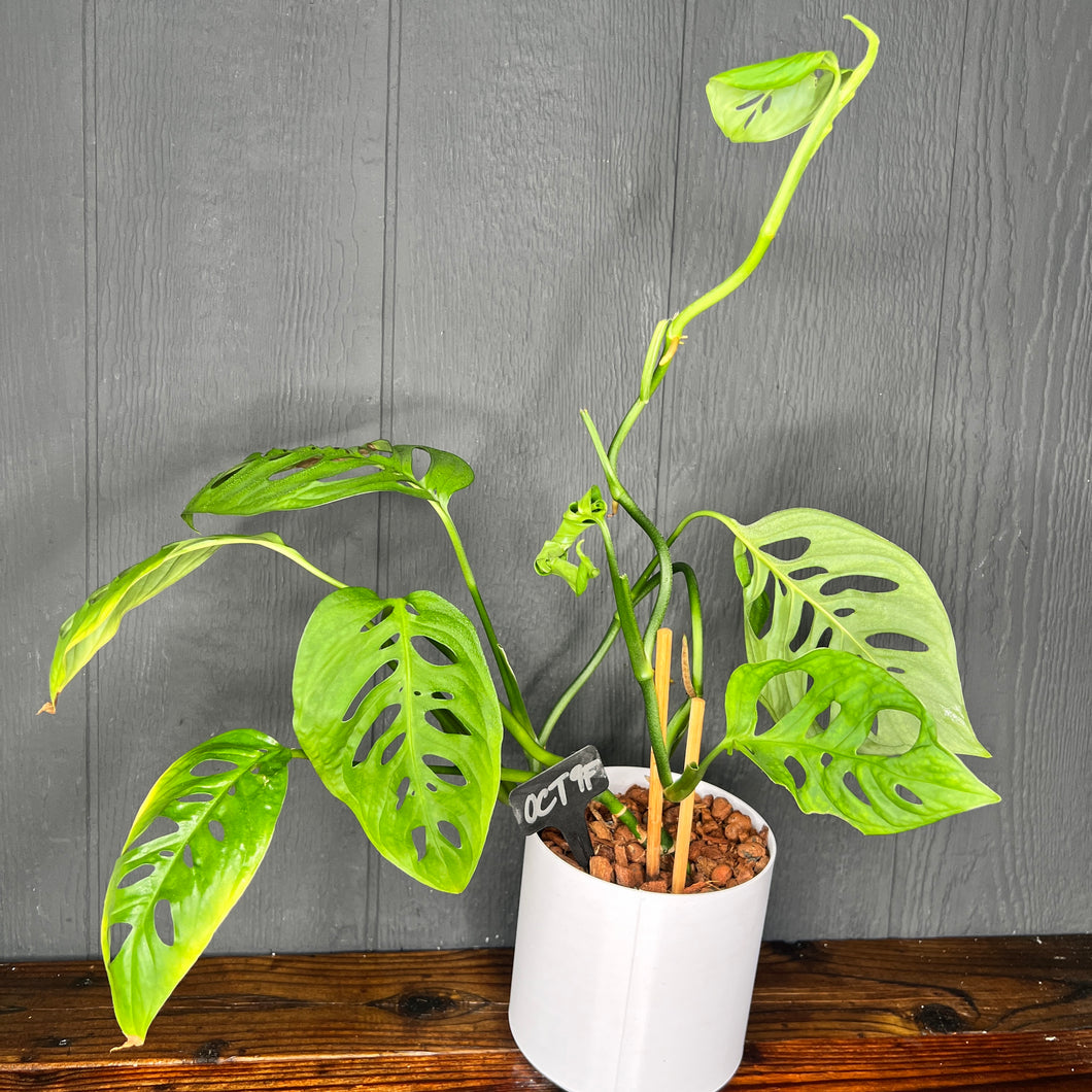 Monstera Esqueleto Epipremnoides - Rare Aroid Collection