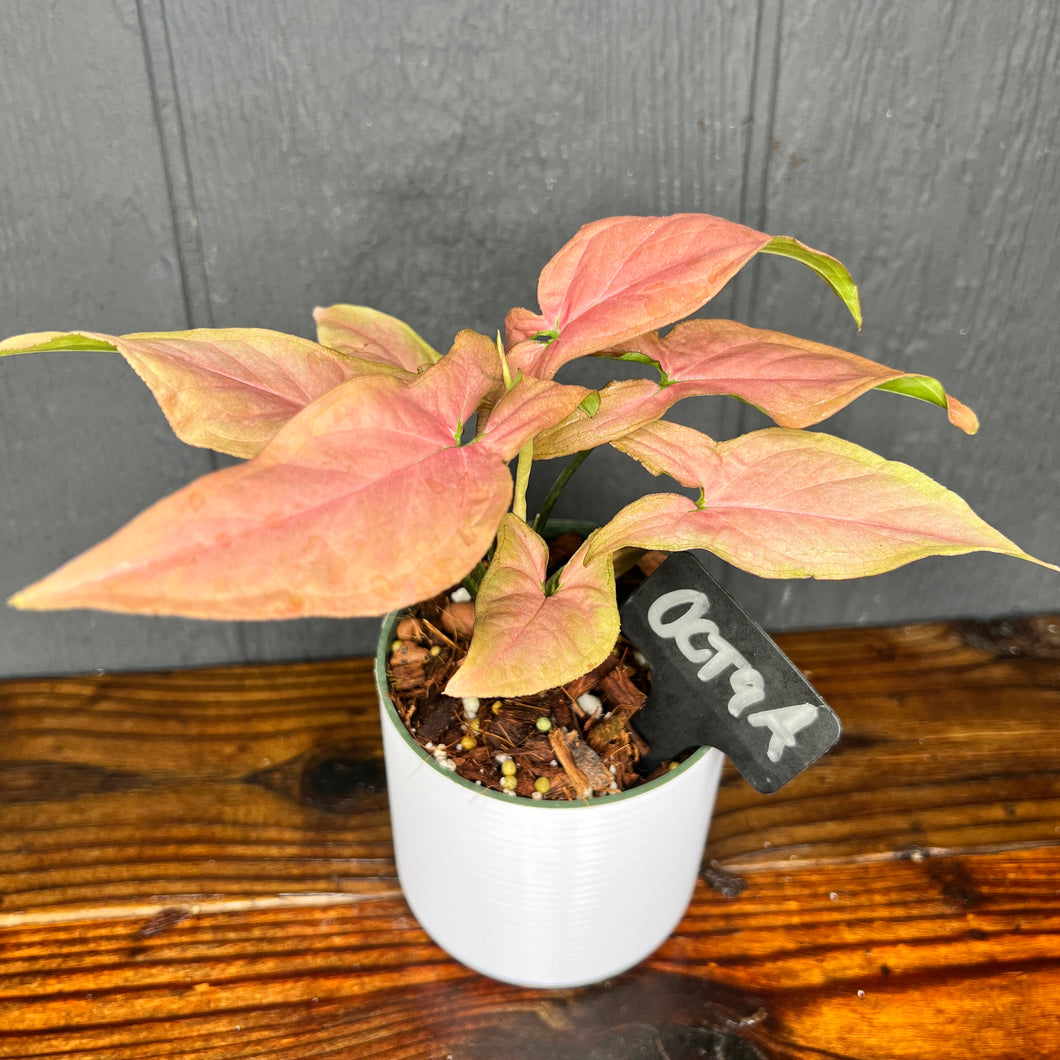 Syngonium Pink Splash Variegated - RARE AROID