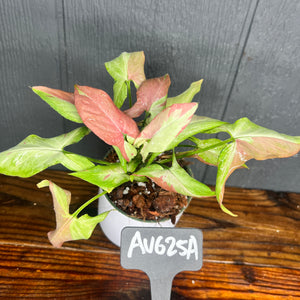 Syngonium Orm Nagpum PINK SALMON - Variegated podophyllum