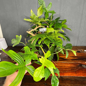 GIANT Philodendron Florida Ghost - RARE AROID - SHIPS FREE