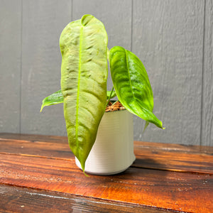 Philodendron Esmeraldense -- Rare Aroid Collection