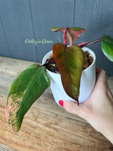 Philodendron Strawberry Shake LOW VAR - Rare Aroid Collection