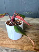 Philodendron Strawberry Shake LOW VAR - Rare Aroid Collection