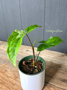 Syngonium Albo Variegated - Rare Aroid Collection