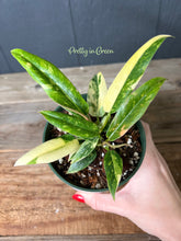 Philodendron Ring of Fire Variegated - Rare Aroid Collection