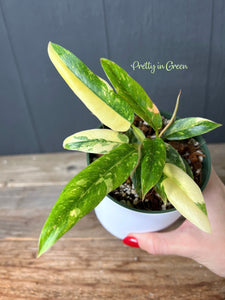 Philodendron Ring of Fire Variegated - Rare Aroid Collection
