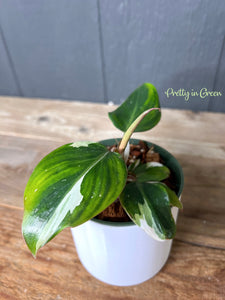 Philodendron White Princess  - Rare Aroid Collection - FREE SHIPPING